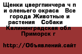 Щенки цвергпинчера ч/п и оленьего окраса - Все города Животные и растения » Собаки   . Калининградская обл.,Приморск г.